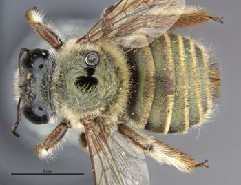 Media type: image;   Entomology 16249 Aspect: habitus dorsal view